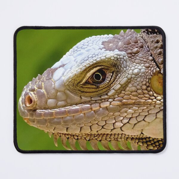 Item preview, Iguana Bust - Beautiful Reptile Photography designed and sold by TheEndlessStore.