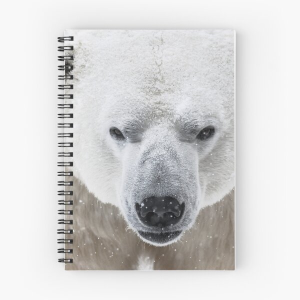 Item preview, Stare Down designed and sold by KennyBImages899.