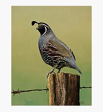 New World Quail Photographic Print