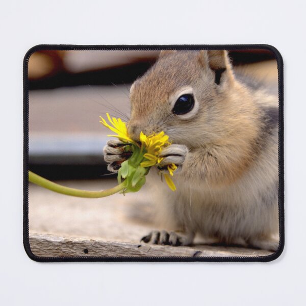 Item preview, First Dandelion   designed and sold by Betsy Seeton.