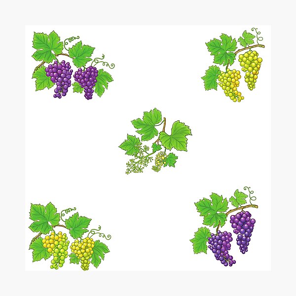 Item preview, Black and White Grapes designed and sold by silviaol.