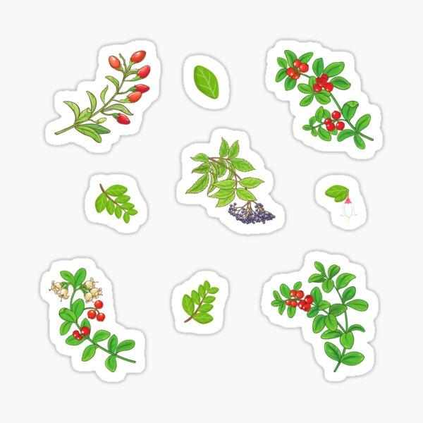 Artikel-Vorschau von Gemischte Waldbeerzweige – Preiselbeere, Goji-Beere, Holunder, designt und verkauft von silviaol.