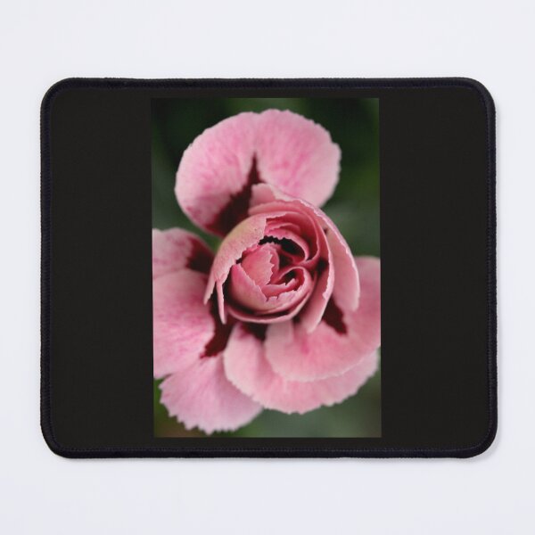 Item preview, Fragrant carnation designed and sold by lasopent.