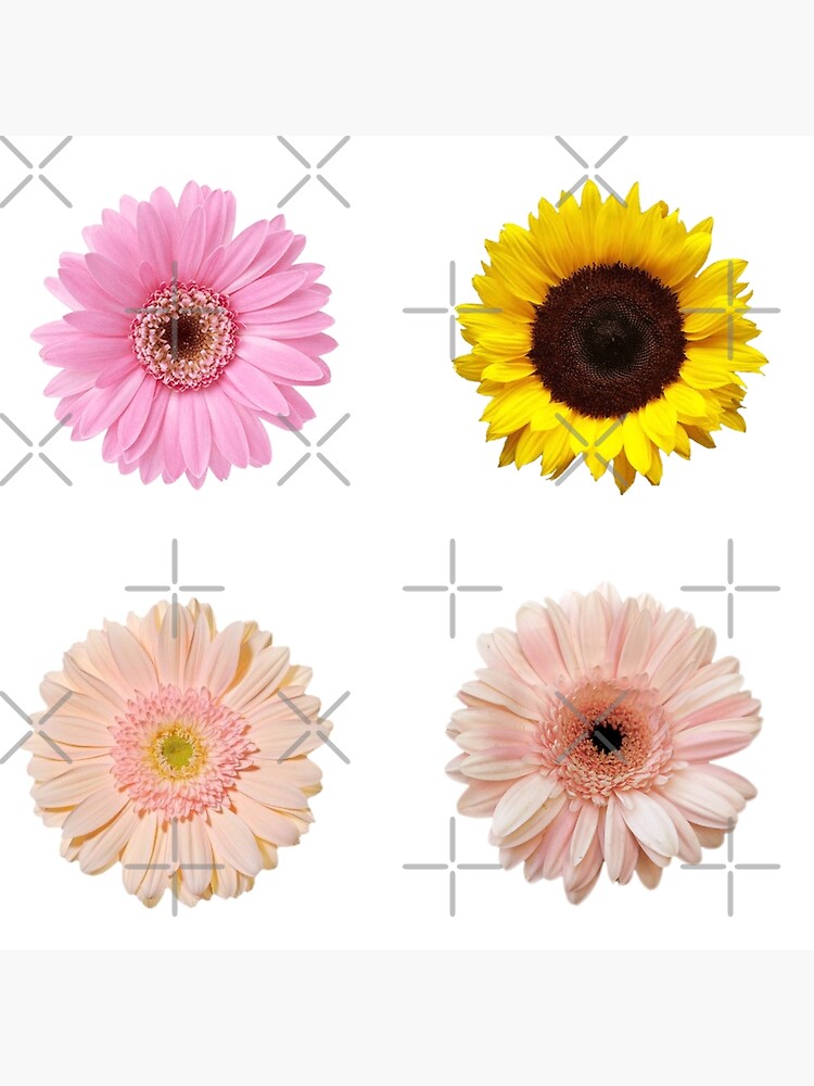 Cute Daisy Flowers Sticker Pack