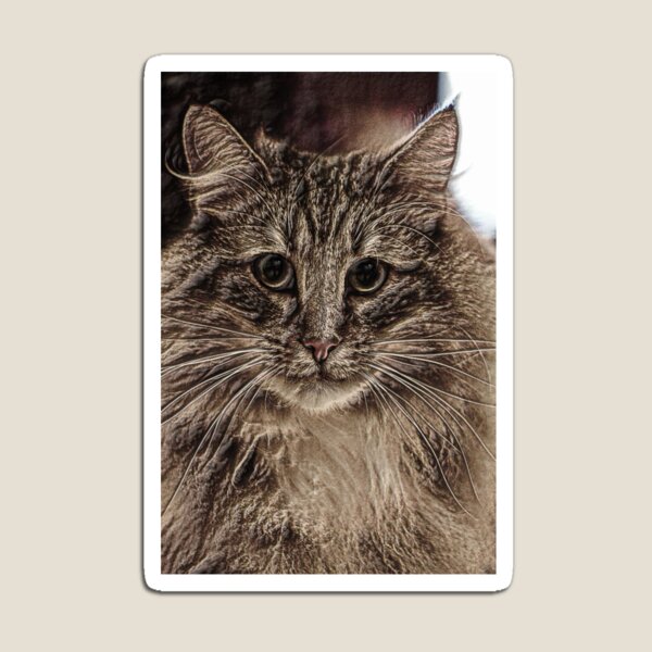 I Love My Tabby 2" x 3" Refrigerator Locker MAGNET Dog Cat Breed Feline Heart 