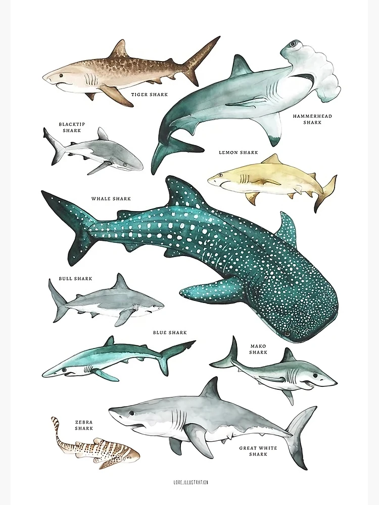 Great Whale Shark Gift Wall Art Print Vintage Dictionary Old 