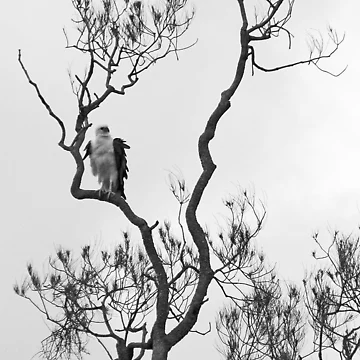 Artwork thumbnail, Sentinal by Sara Lamond