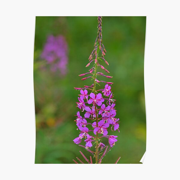 Fireweed Poster