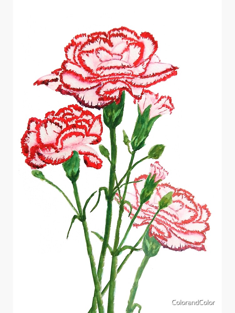 red and pink carnation watercolor painting | Poster