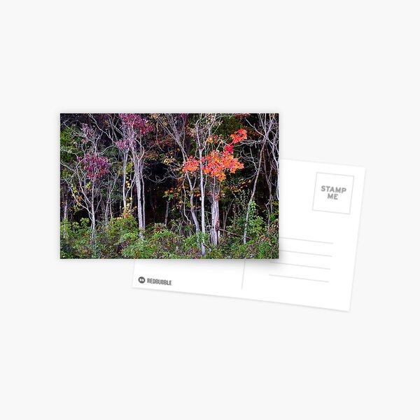 Enchanted Forrest Postcard