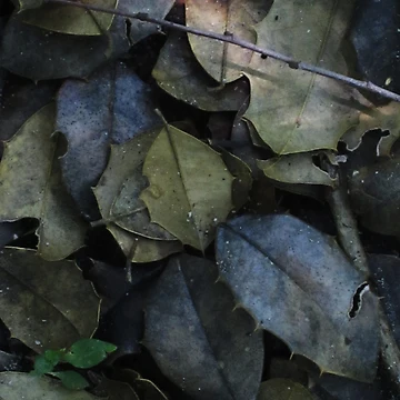 Artwork thumbnail, Rustling Underfoot by RVogler