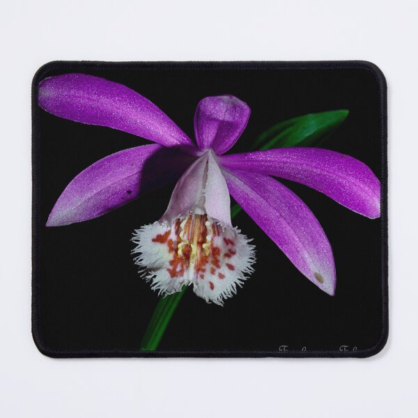 Item preview, Himalayan Orchid designed and sold by MarkFoleyPhoto.