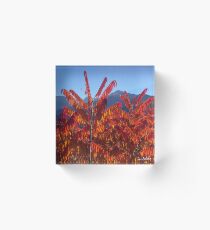sumac vinaigrier rouge Acrylic Block