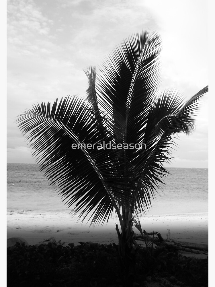 Palme Fidschi gerahmter Druck von emeraldseason