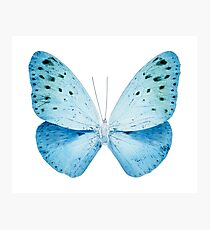 MISS BUTTERFLY EUPLOEA X-RAY White Edition Photographic Print