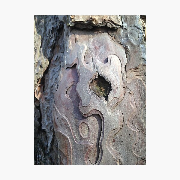 Wood bark facture Photographic Print