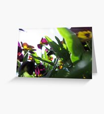 Flowers Greeting Card