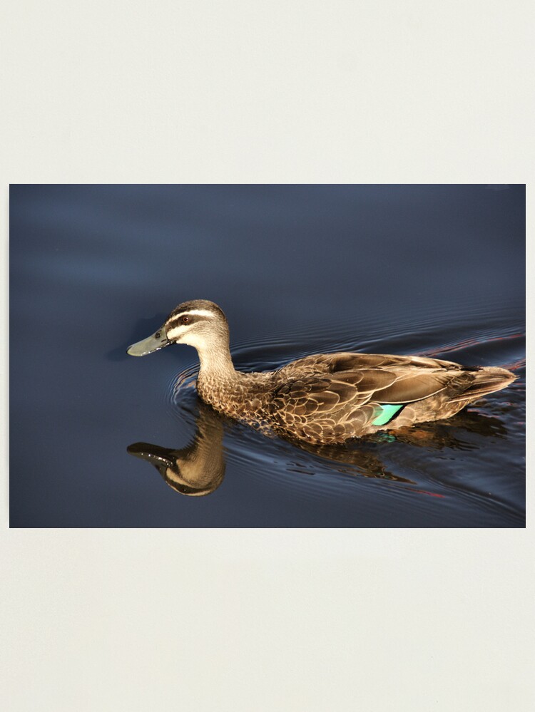 Alternate view of early morning reflections ... Photographic Print