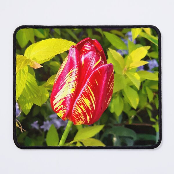 Item preview, Beautiful Variegated Tulip designed and sold by Frank  Irwin.