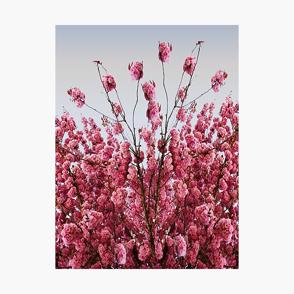 "Cherry Blooming Season / Spring Is Coming / Most Beautiful Season Of