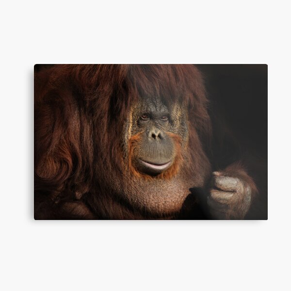 Patch Of Light Metal Print