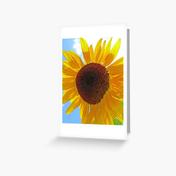 Summer's Gold Greeting Card