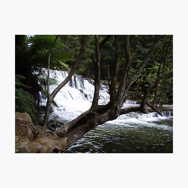first cascades at Liffey Falls Photographic Print