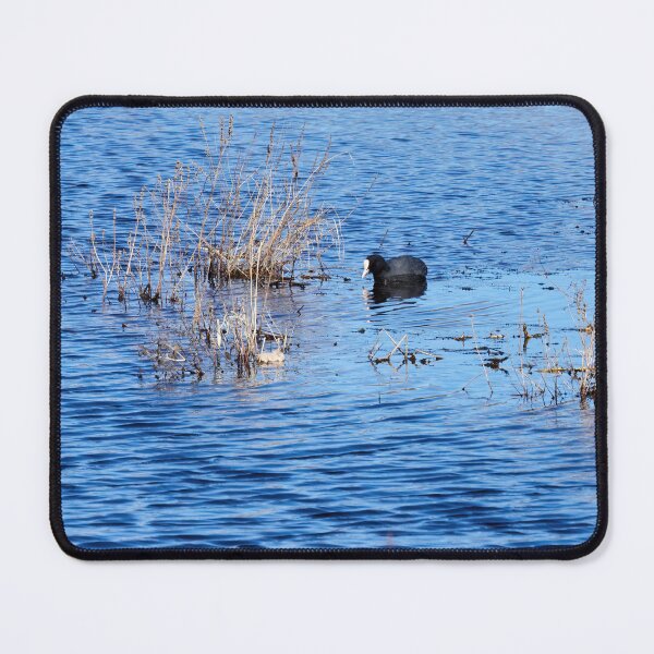 Item preview, In the search. Eurasian coot designed and sold by Jouko Lehto Photography.