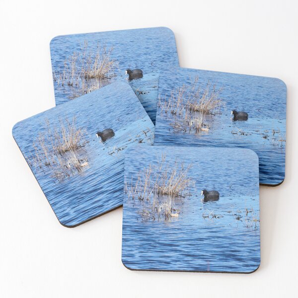 Item preview, In the search. Eurasian coot designed and sold by Jouko Lehto Photography.