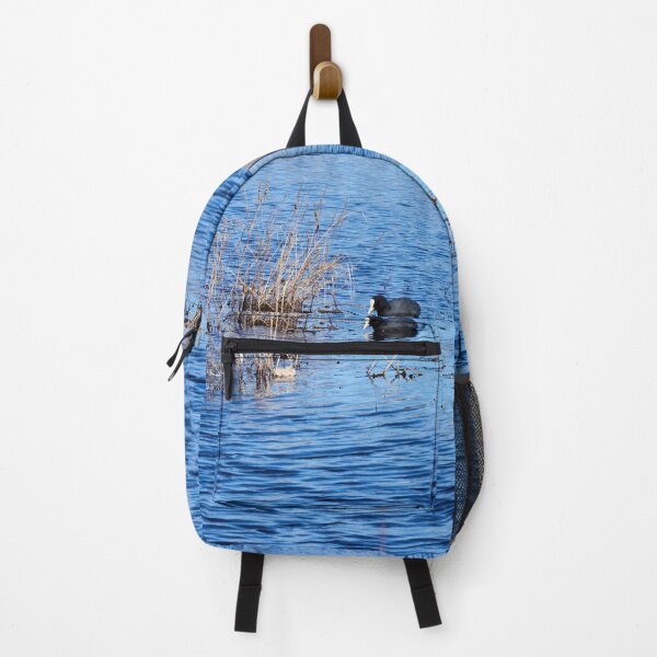 Item preview, In the search. Eurasian coot designed and sold by Jouko Lehto Photography.