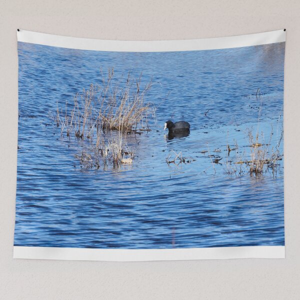 Item preview, In the search. Eurasian coot designed and sold by Jouko Lehto Photography.