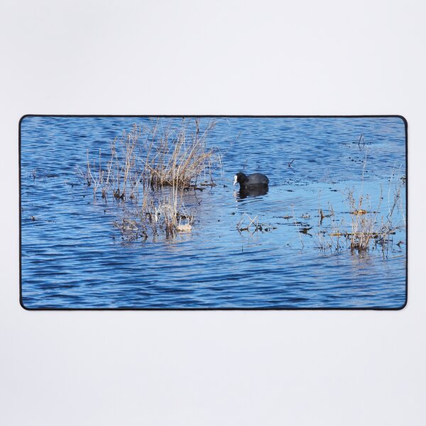 Item preview, In the search. Eurasian coot designed and sold by Jouko Lehto Photography.