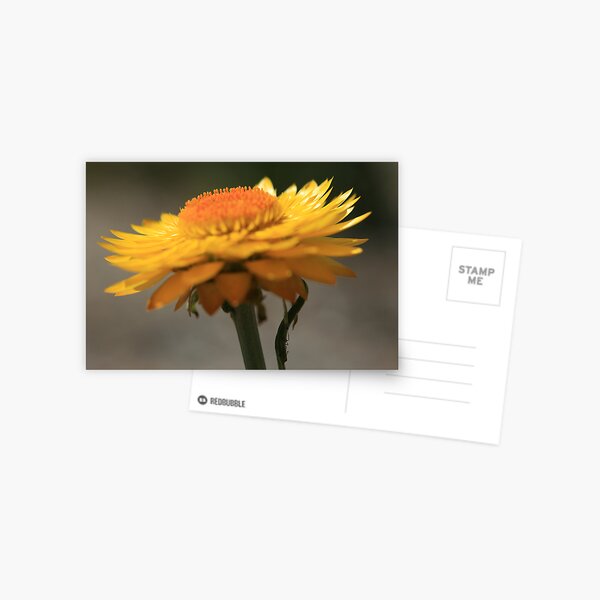 Sunny Side Up III Postcard