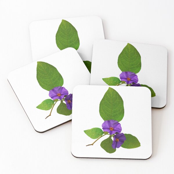 Item preview, Blue potato bush or Paraguay nightshade is a species of flowering plant in the nightshade family Solanaceae. designed and sold by janesg.