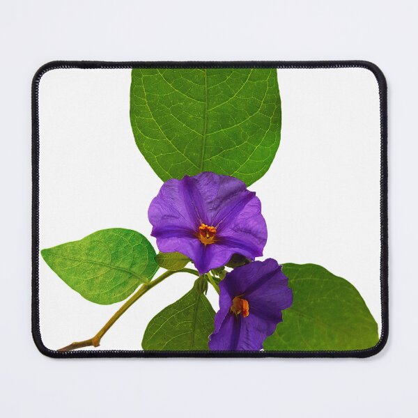 Item preview, Blue potato bush or Paraguay nightshade is a species of flowering plant in the nightshade family Solanaceae. designed and sold by janesg.