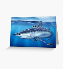 Searching - Mako Shark Greeting Card