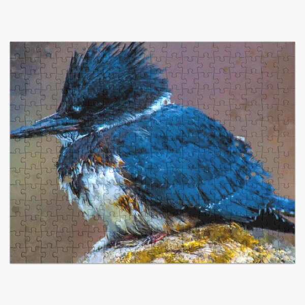 "Belted Kingfisher Lancashire, Megaceryle Alcyon Oil Paint, North ...