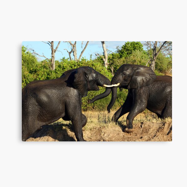 Vista previa del artículo con la obra «On The Banks Of The Chobe», diseñado y vendido por Bobby McLeod.