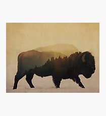 Bison Photographic Print