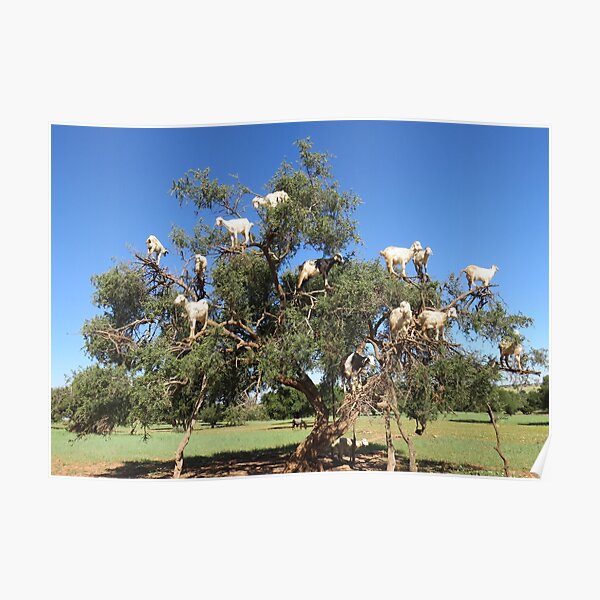 goats in trees Poster