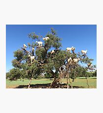 goats in trees Photographic Print