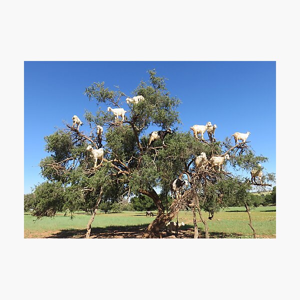 Item preview, goats in trees designed and sold by AHELENE.