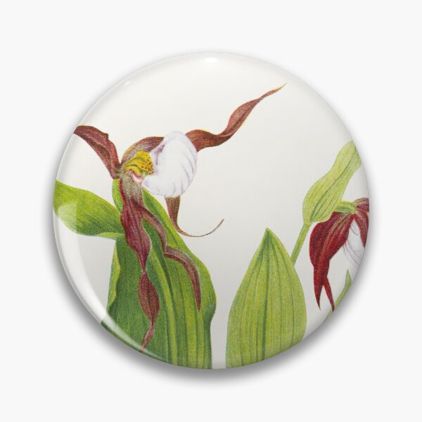 Item preview, Cypripedium montanum - Botanical Illustration designed and sold by chimakingthings.
