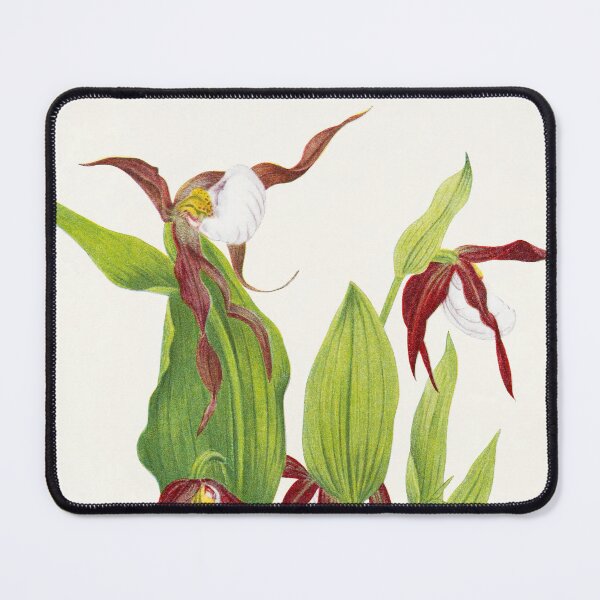 Item preview, Cypripedium montanum - Botanical Illustration designed and sold by chimakingthings.