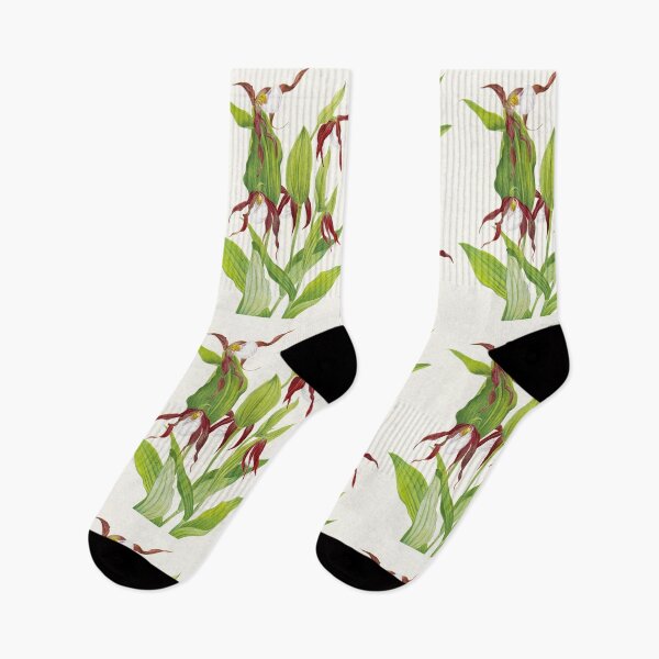 Item preview, Cypripedium montanum - Botanical Illustration designed and sold by chimakingthings.