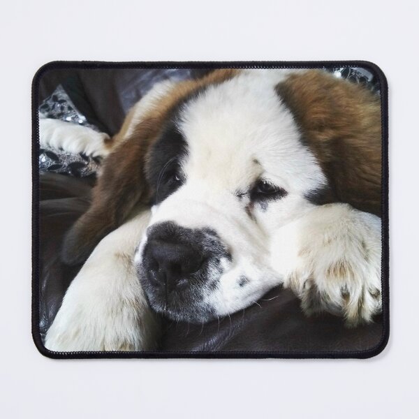 Item preview, Beautiful Saint Bernard puppy relaxing designed and sold by HaleyRedshaw.