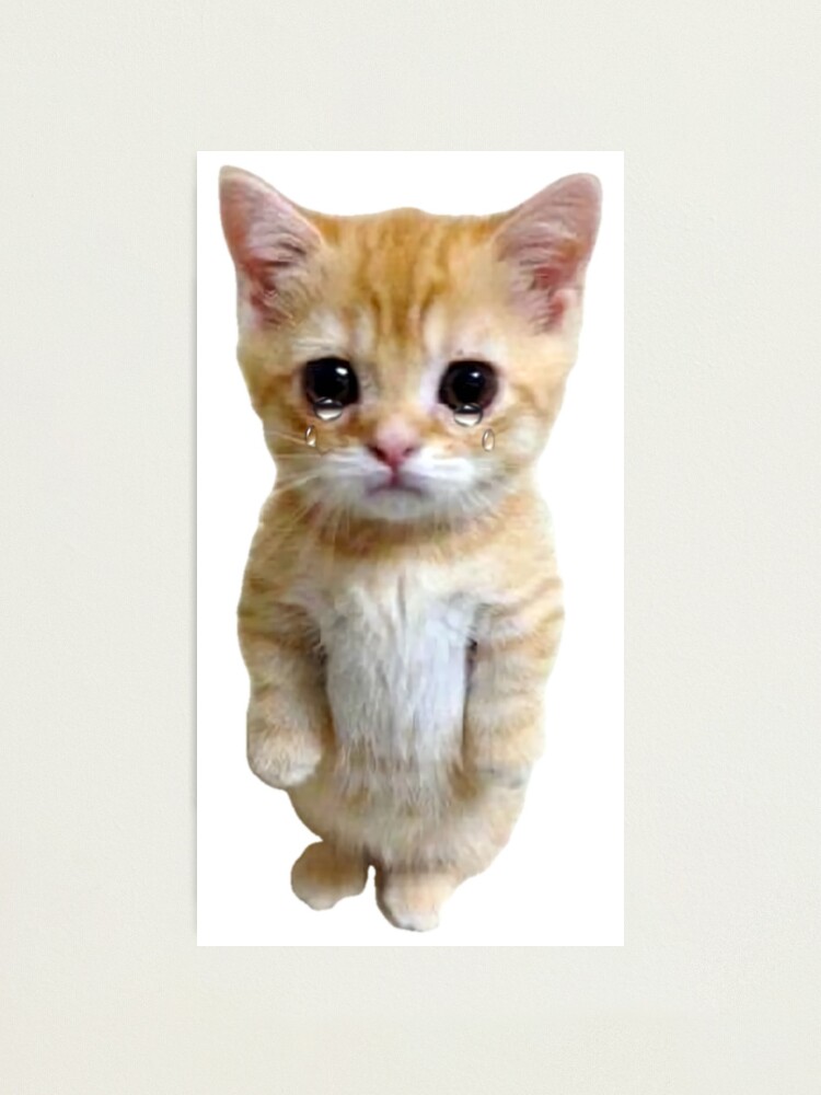 HQ Sad Crying Cat Standing Up Meme Photographic Print for Sale by  fomodesigns