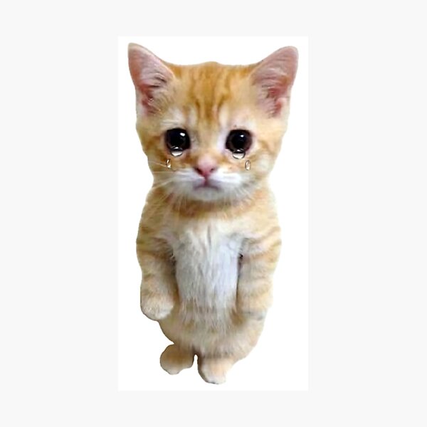 Hq Sad Crying Cat Standing Up Meme Photographic Print For Sale By Fomodesigns Redbubble