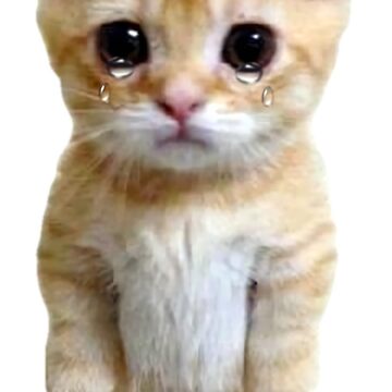 HQ Sad Crying Cat Standing Up Meme Photographic Print for Sale by  fomodesigns