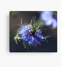 Love in the Mist Canvas Print